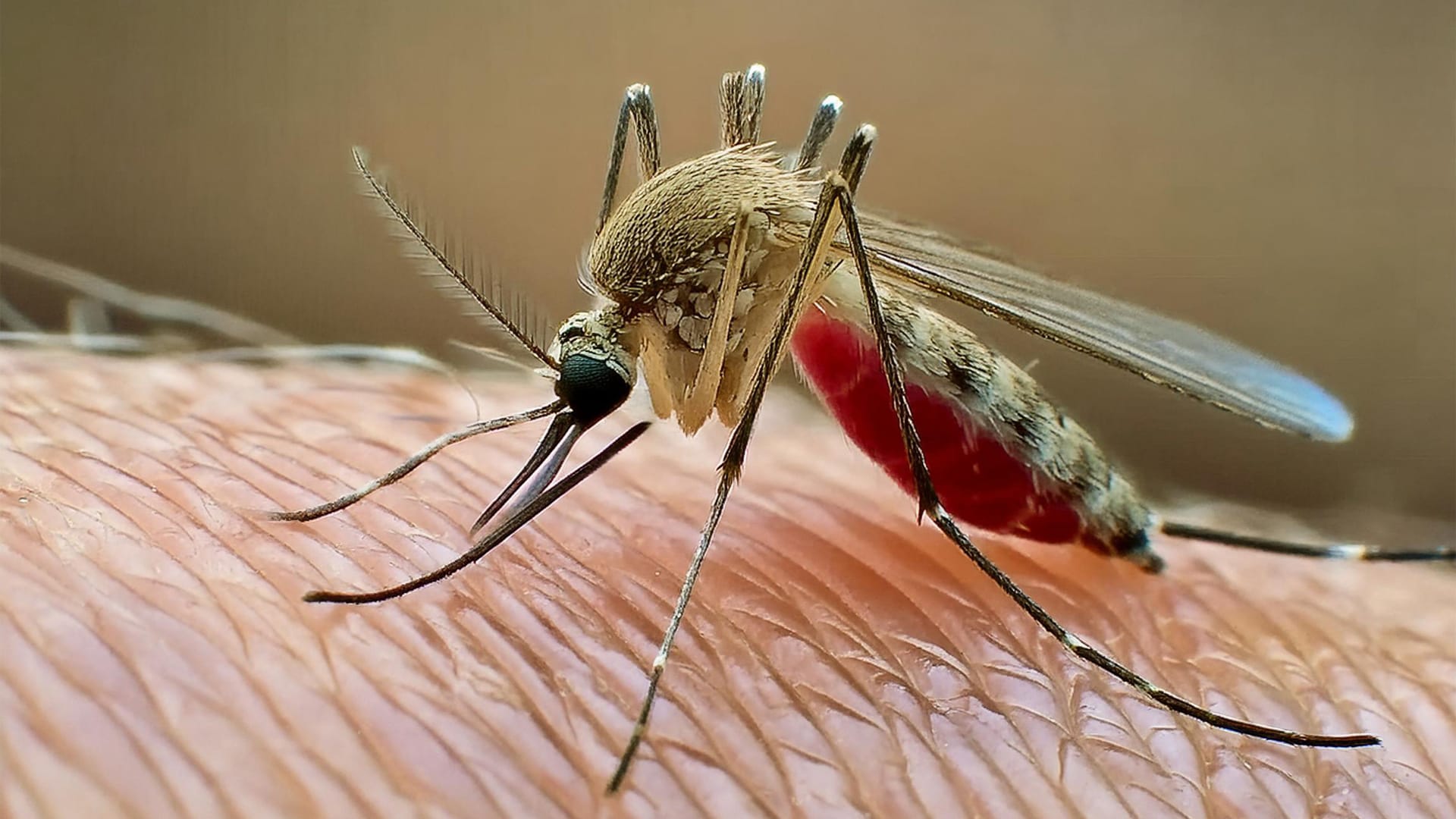 Aedes aegypti-Mücke: Die asiatische Tigermücke überträgt das Virus.