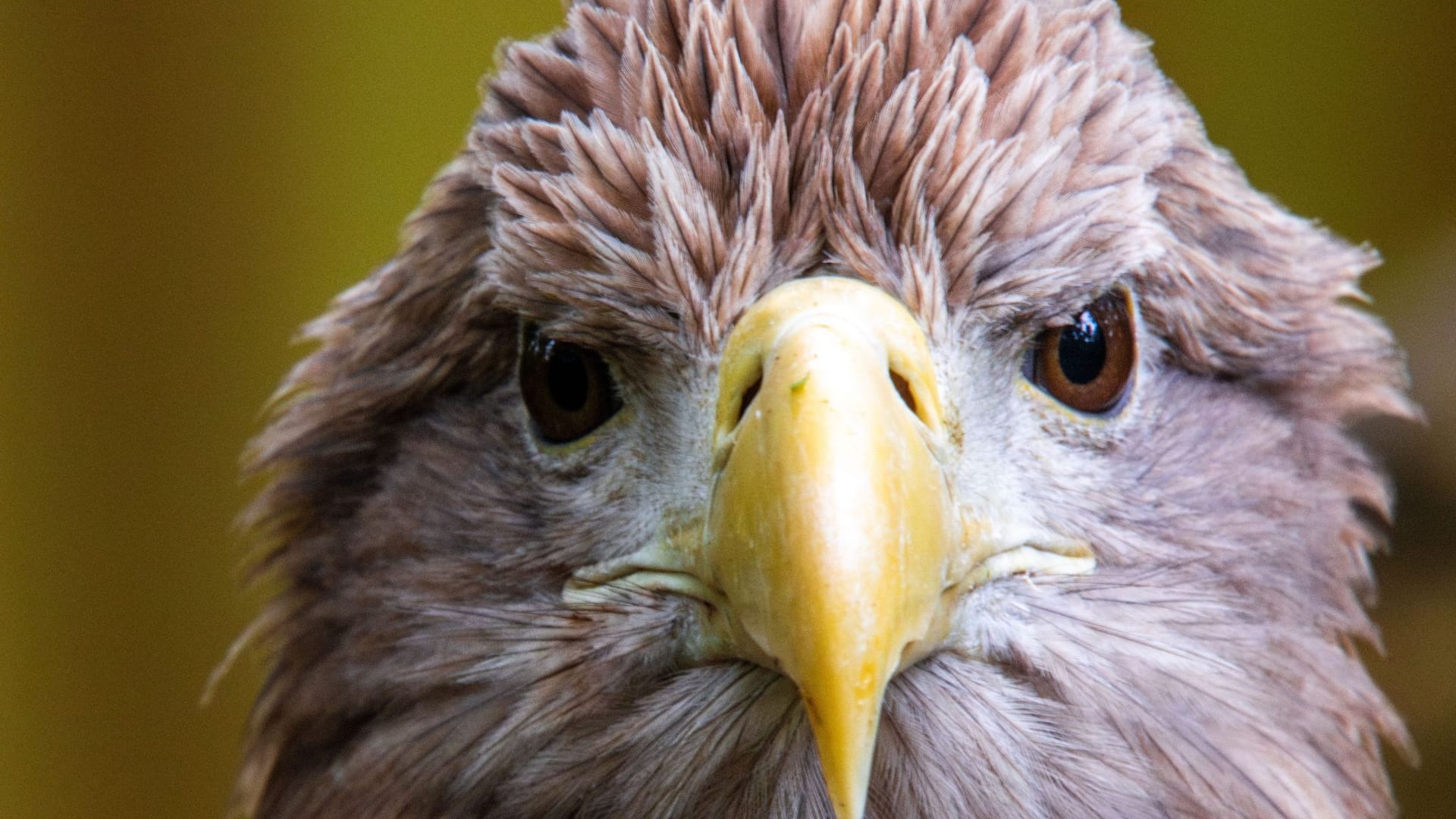 Europäischer Seeadler