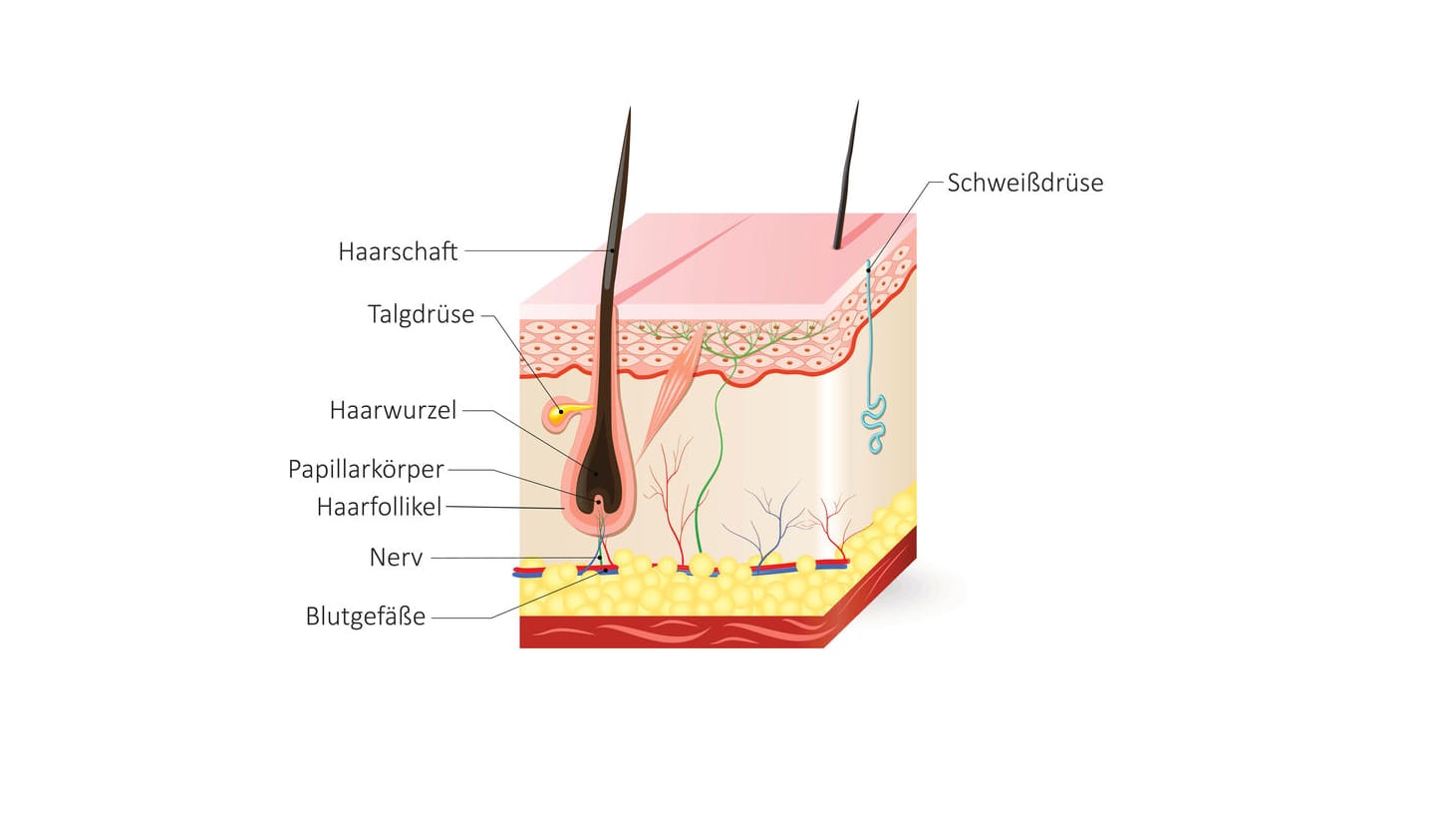 Anatomie von Haarfollikel und Talgdrüse