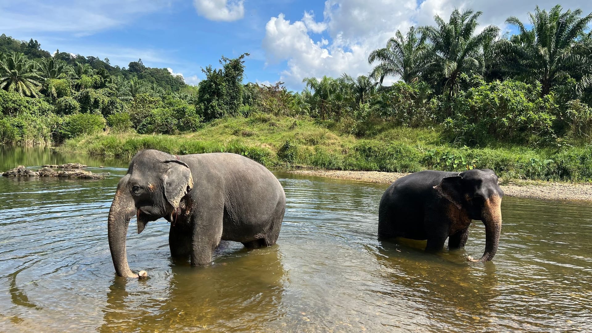 Elefanten in Thailand