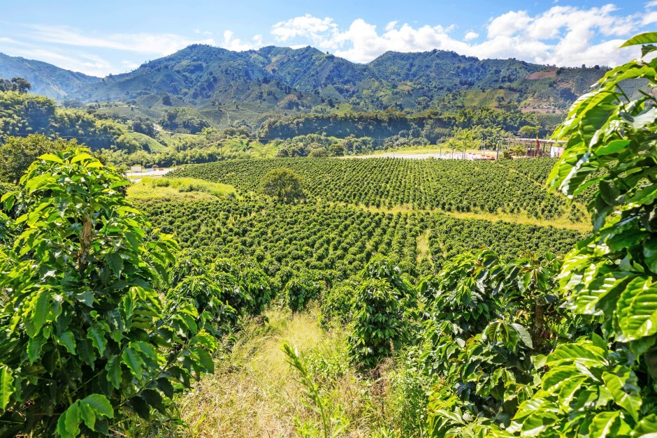 Coffea Arabica wächst am besten im Hochland ab einer Höhe von 1000 Metern, wie etwa hier in Kolumbien.