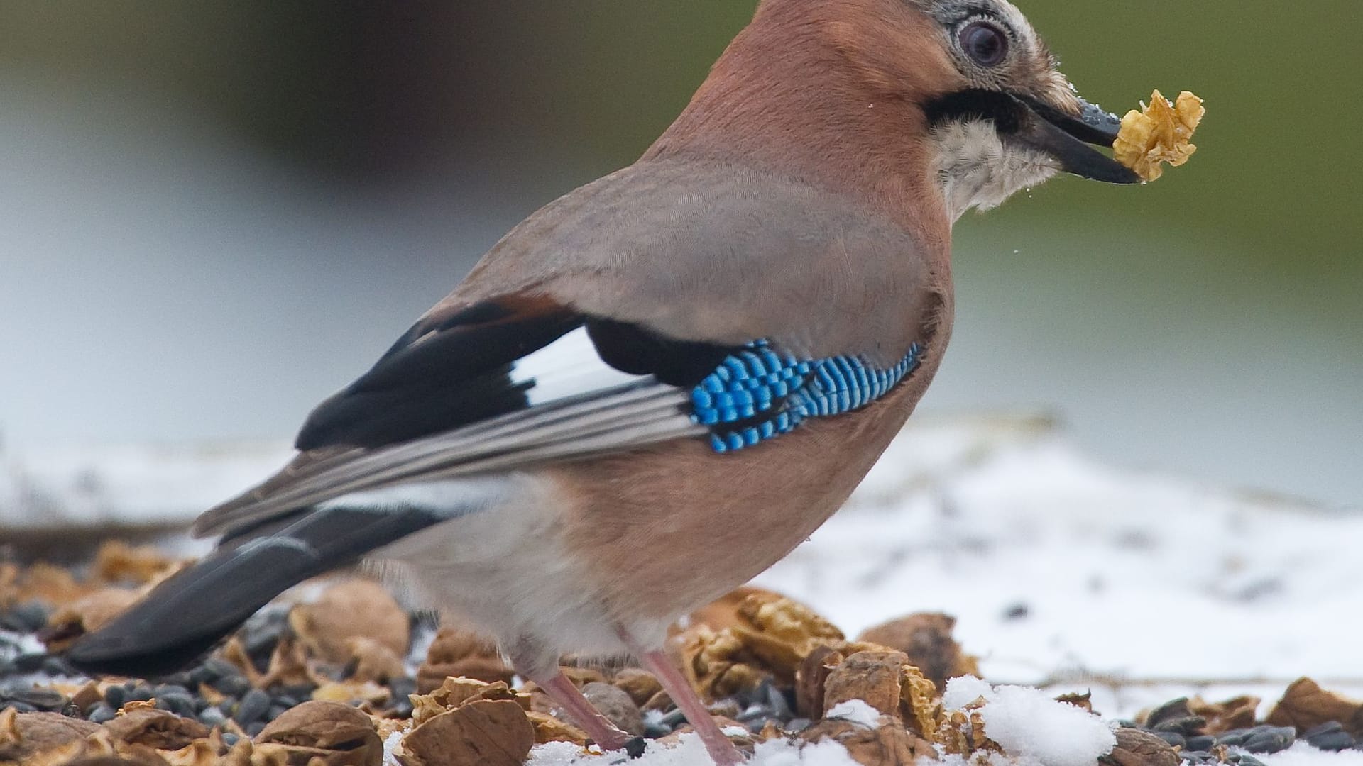 Vogelfütterung im Winter