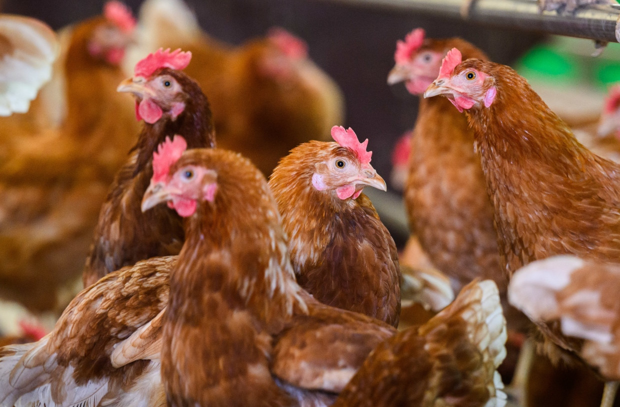 Ist es nur eine Frage der Zeit, bis H5N1 leicht von Mensch zu Mensch übertragen wird? Hühner in einem Stall in Niedersachsen.