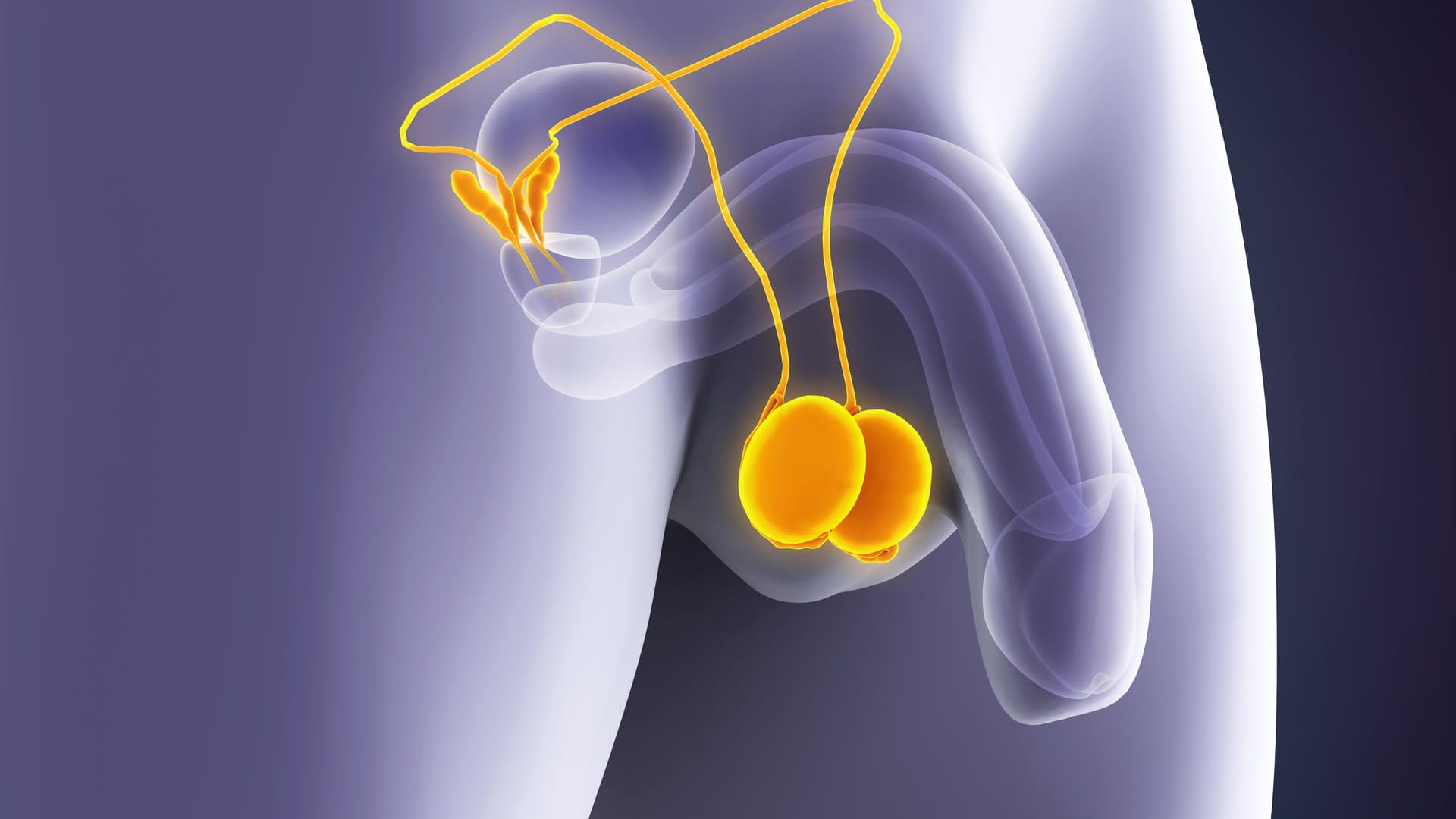 Anatomie der Hoden: Männer sollten ihre Hoden regelmäßig selbst abtasten.