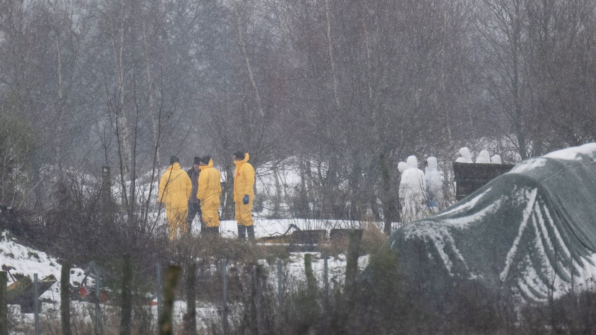 Maul- und Klauenseuche in Brandenburg ausgebrochen