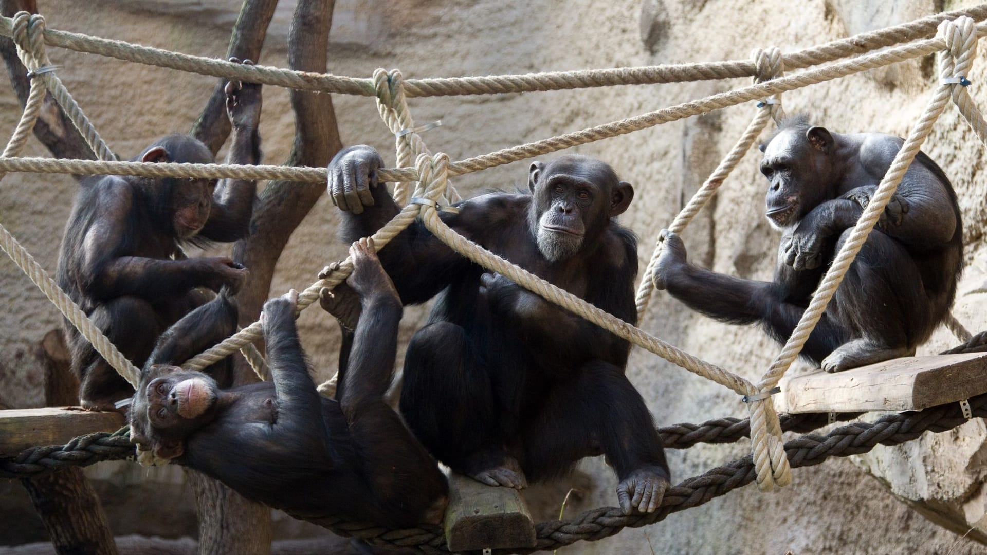 Schimpansen im Zoo von Osnabrück