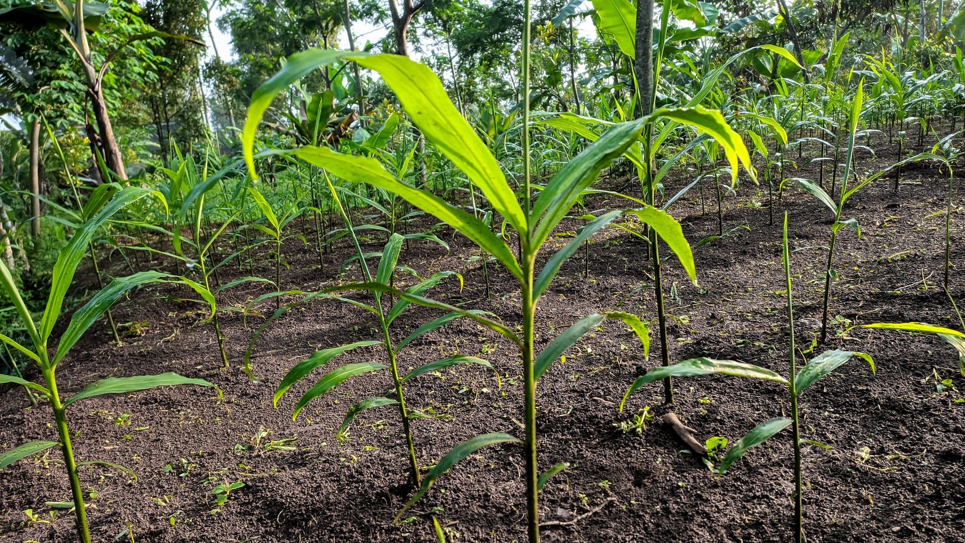 Ingwerpflanze auf einer Plantage in West-Java (Indonesien).