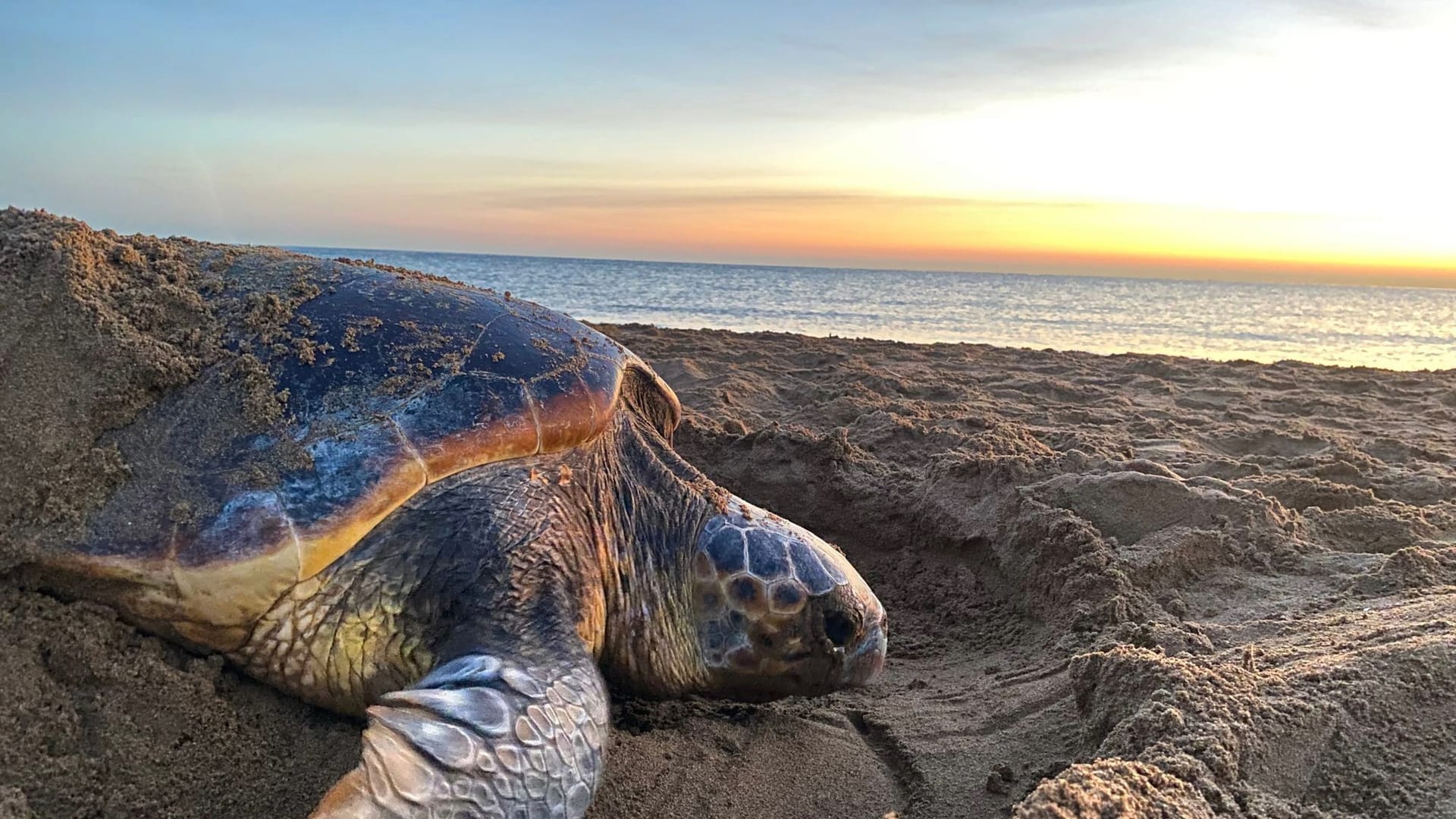 Schildkröten passen ihre Eiablage an den Klimawandel an