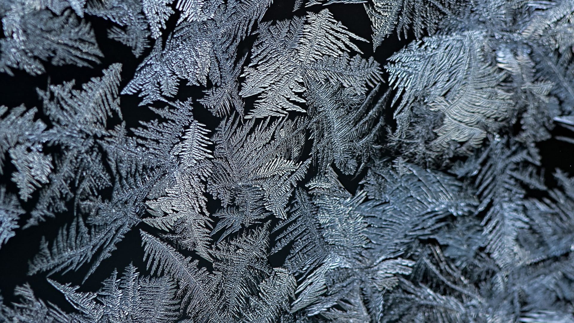 Eisblumen am Fenster