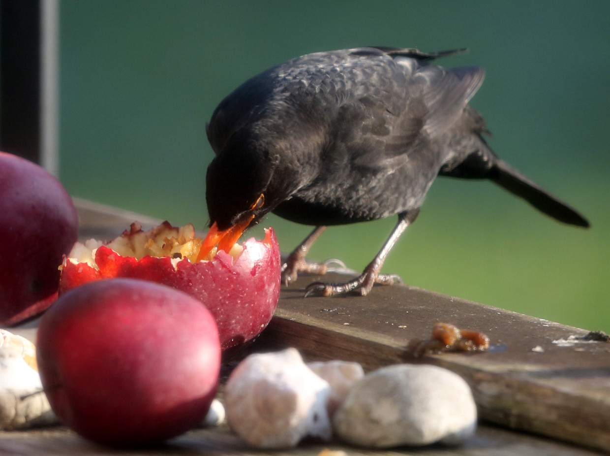 Eine Amsel freut sich über Obst.