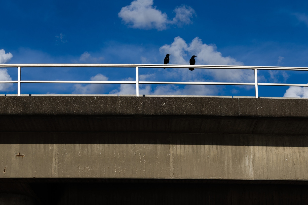 Fledermäuse gibt es keine in der Frankenschnellwebrücke, und Krähen darauf werden geduldet.