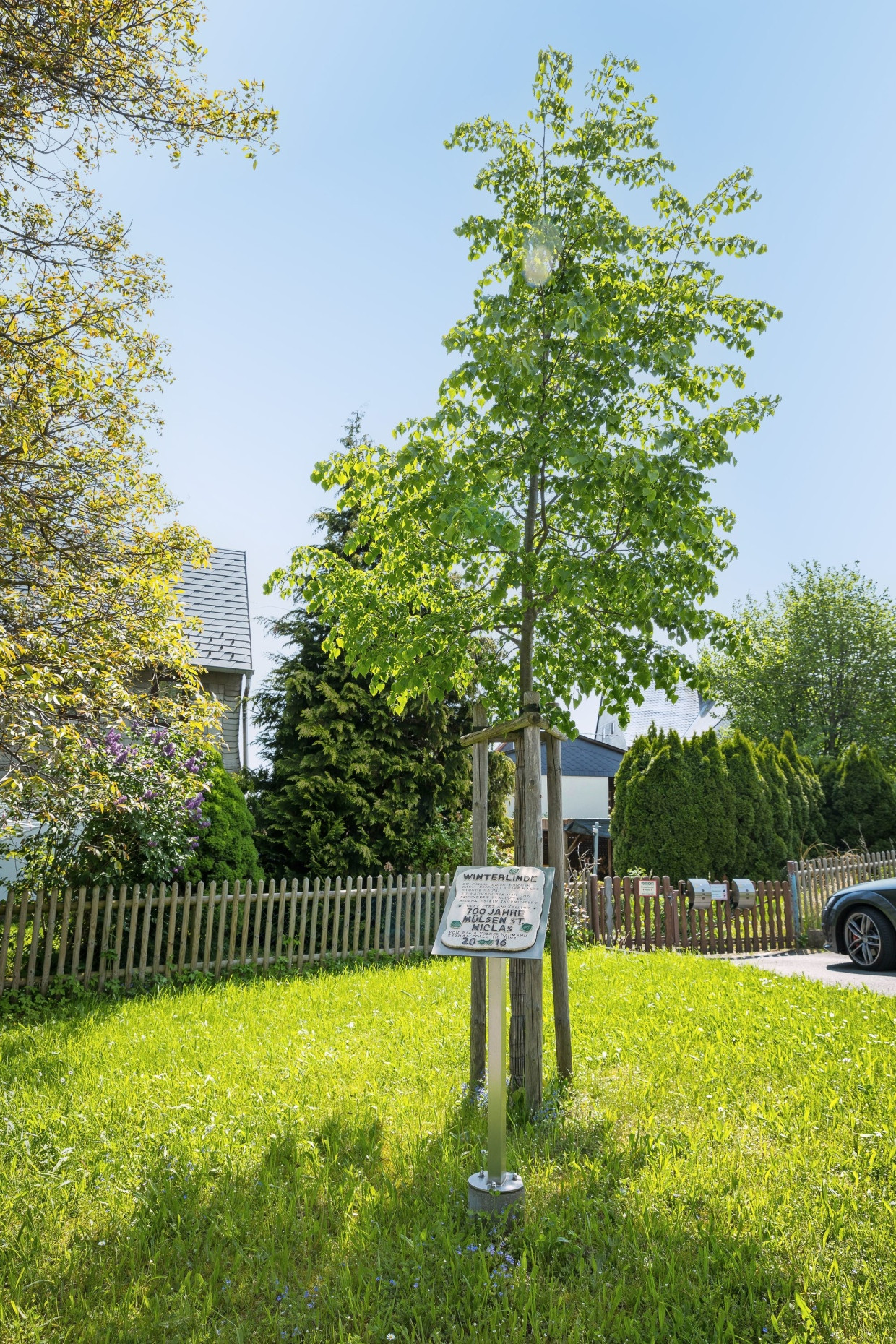 Winterlinden (Tilia cordata), wie diese im sächsischen Mülsen, zählen zu den robusten heimischen Arten.