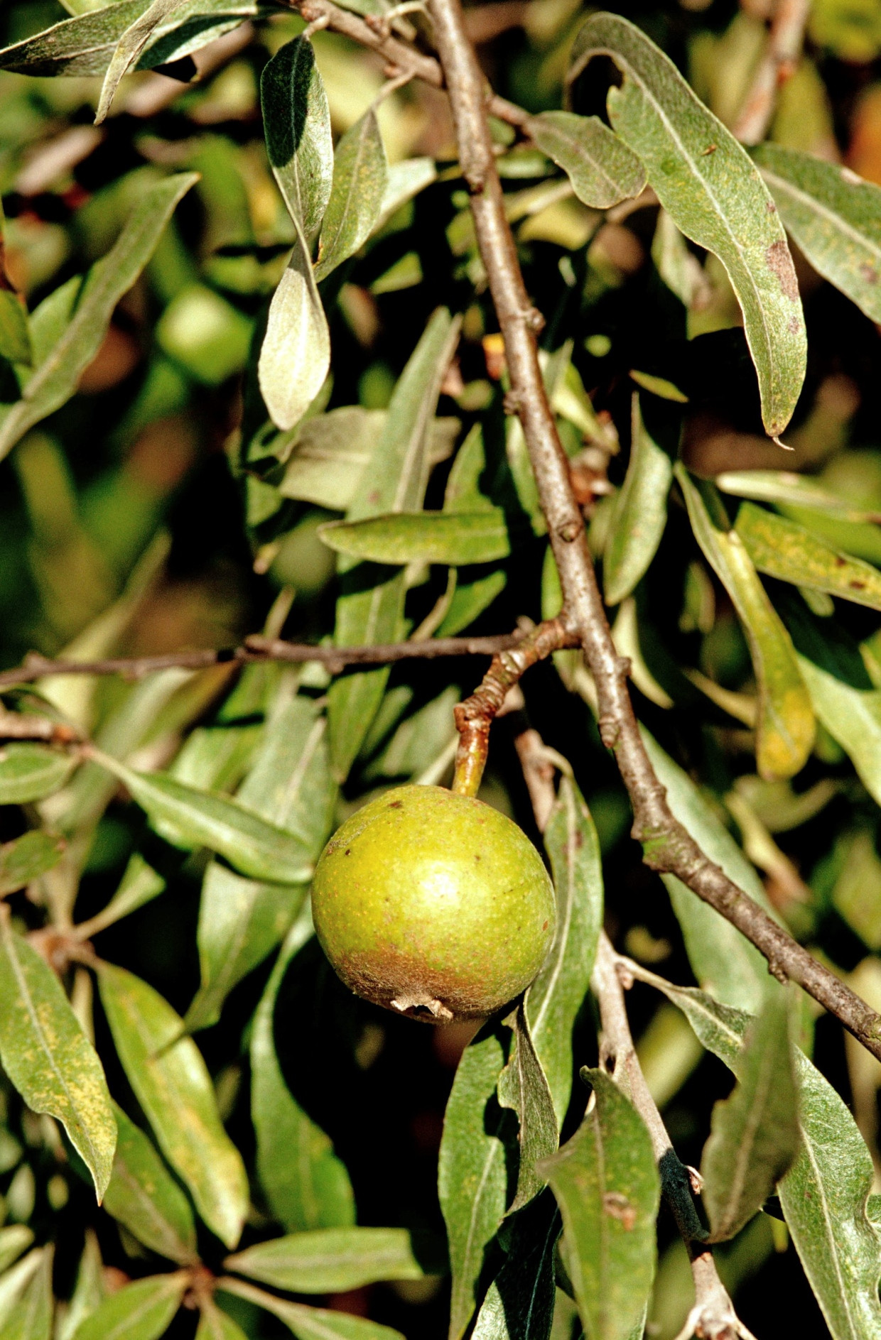 Die Weidenblättrige Birne (Pyrus salicifolia) macht sich gut im Stadtgarten und ähnelt der Olive.