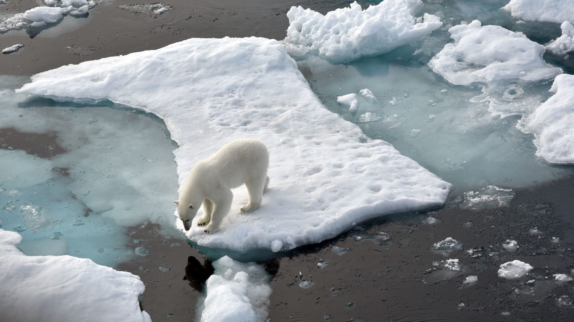 Ein Eisbär steht im Nordpolarmeer auf einer Eisscholle: So stark wie im Februar ist das Meereis seit Beginn der Aufzeichnungen nicht gesunken. (Symbolbild)