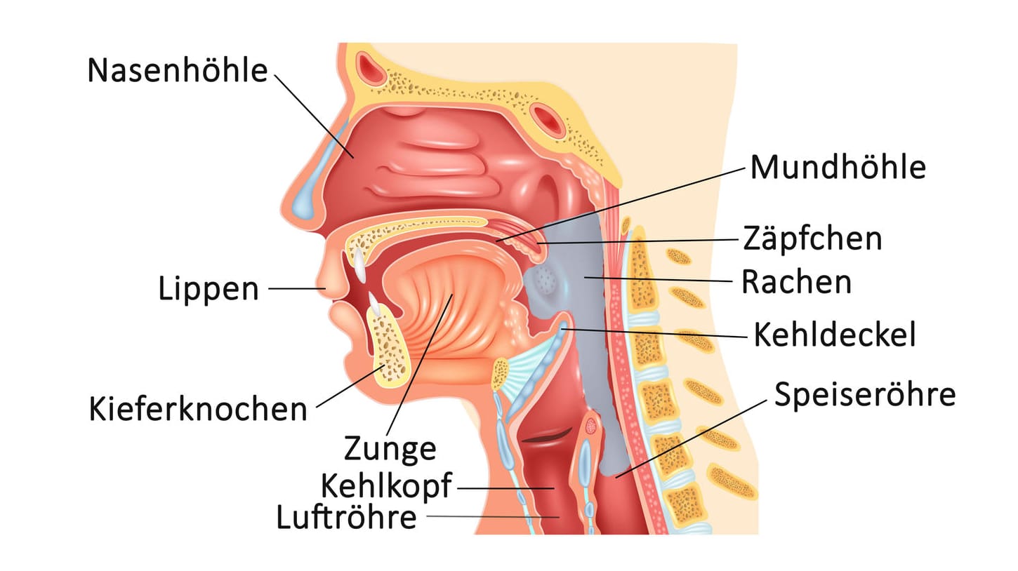 Anatomische Darstellung des Rachenraums