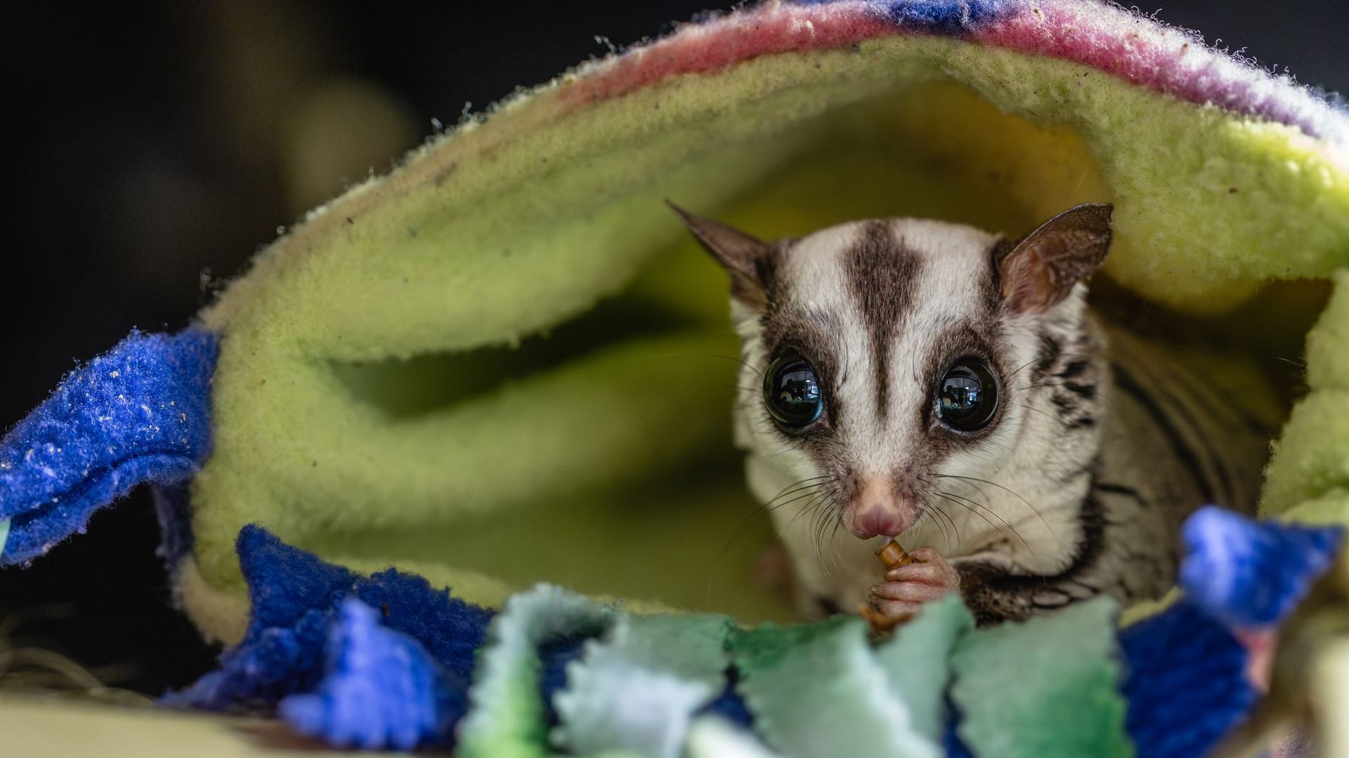Sugar Glider - eine subtropische Beuteltierart Sugar Glider - eine subtropische Beuteltierart