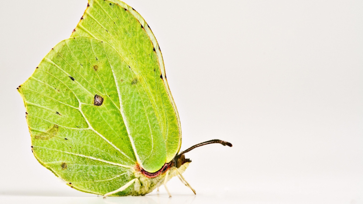 Zitronenfalter gehören zu den ersten Schmetterlingsarten, die im Frühling fliegen.