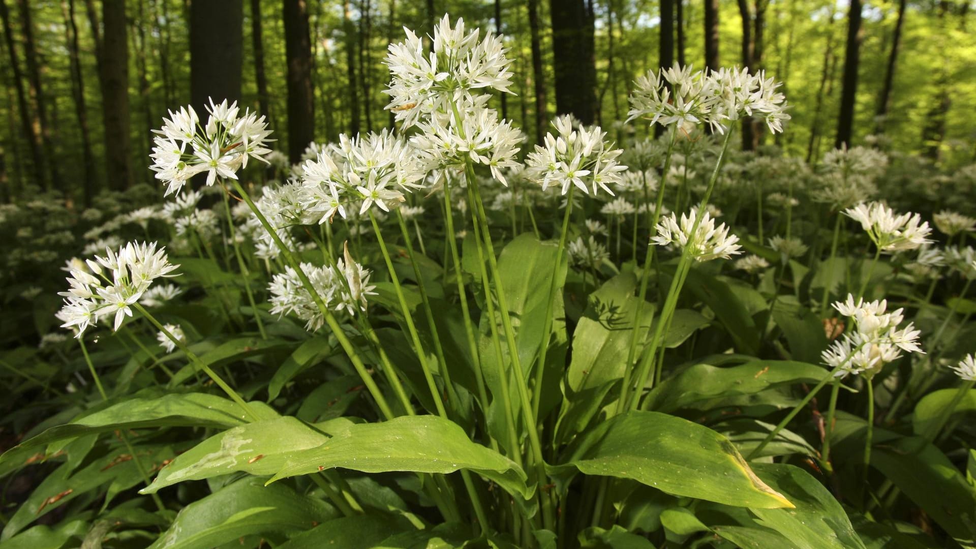 Bärlauch wird auch Waldknoblauch genannt.