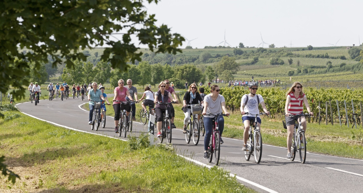 Fahrradfahrer beim „Rheinradelns“ auf der alten B9 bei Bechtheim in Rheinland-Pfalz.