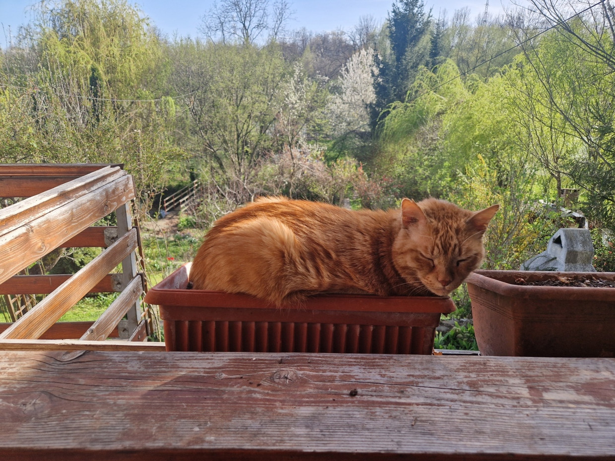 Jan Koneffkes Kater im Sommerhaus bei Ploiești