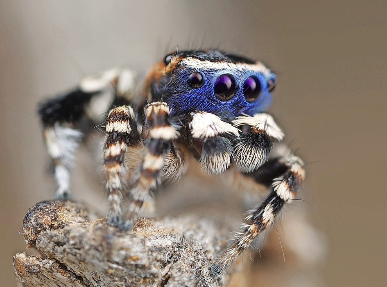 Große Augen für gutes Sehen.