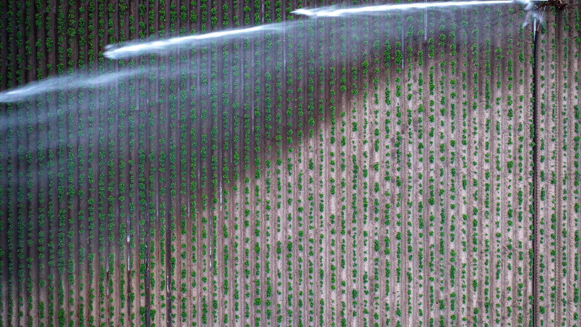 Trockenheit in der Landwirtschaft Trockenheit in der Landwirtschaft
