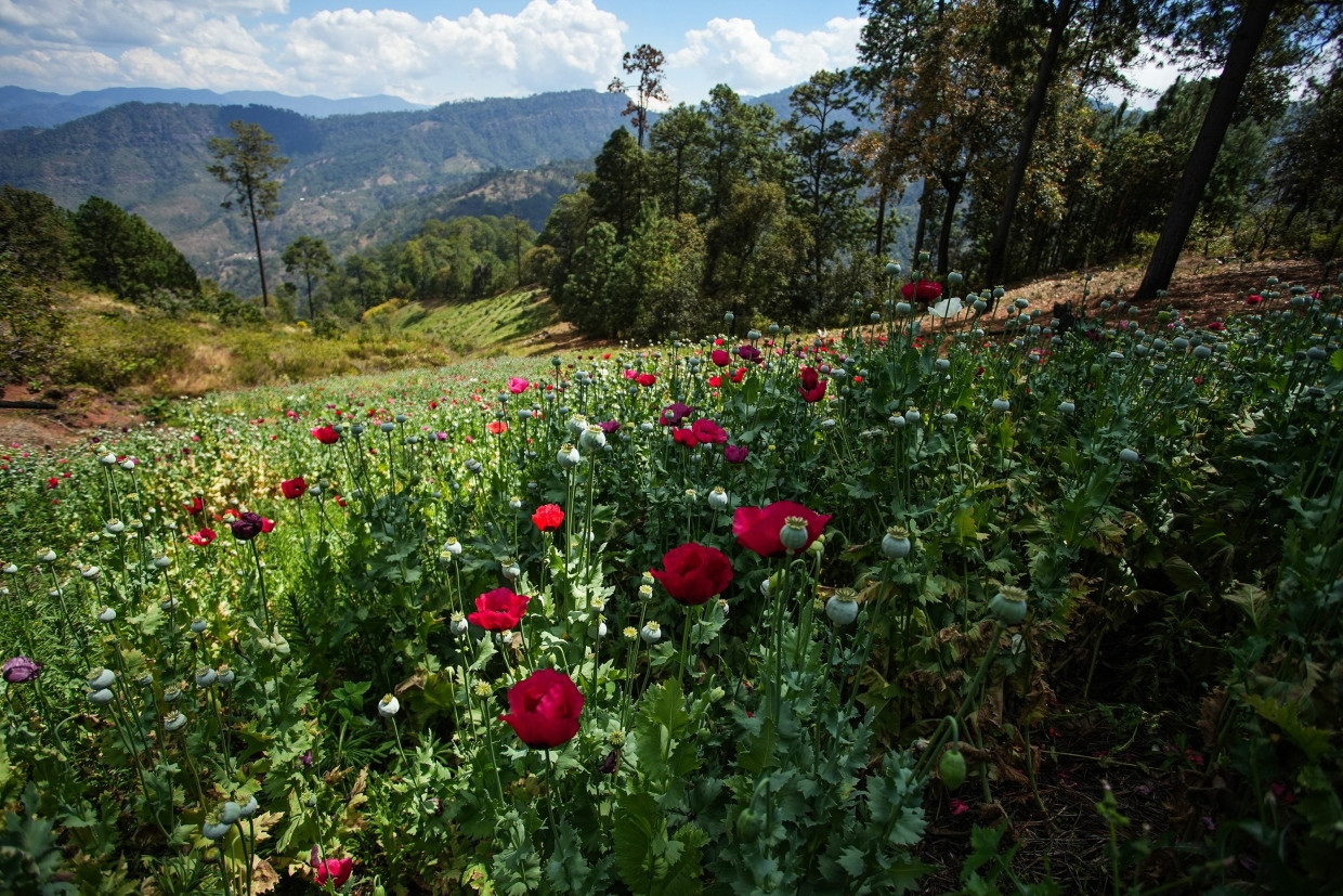 Opium und Heroin für die USA: Mohnfeld in den mexikanischen Bergen