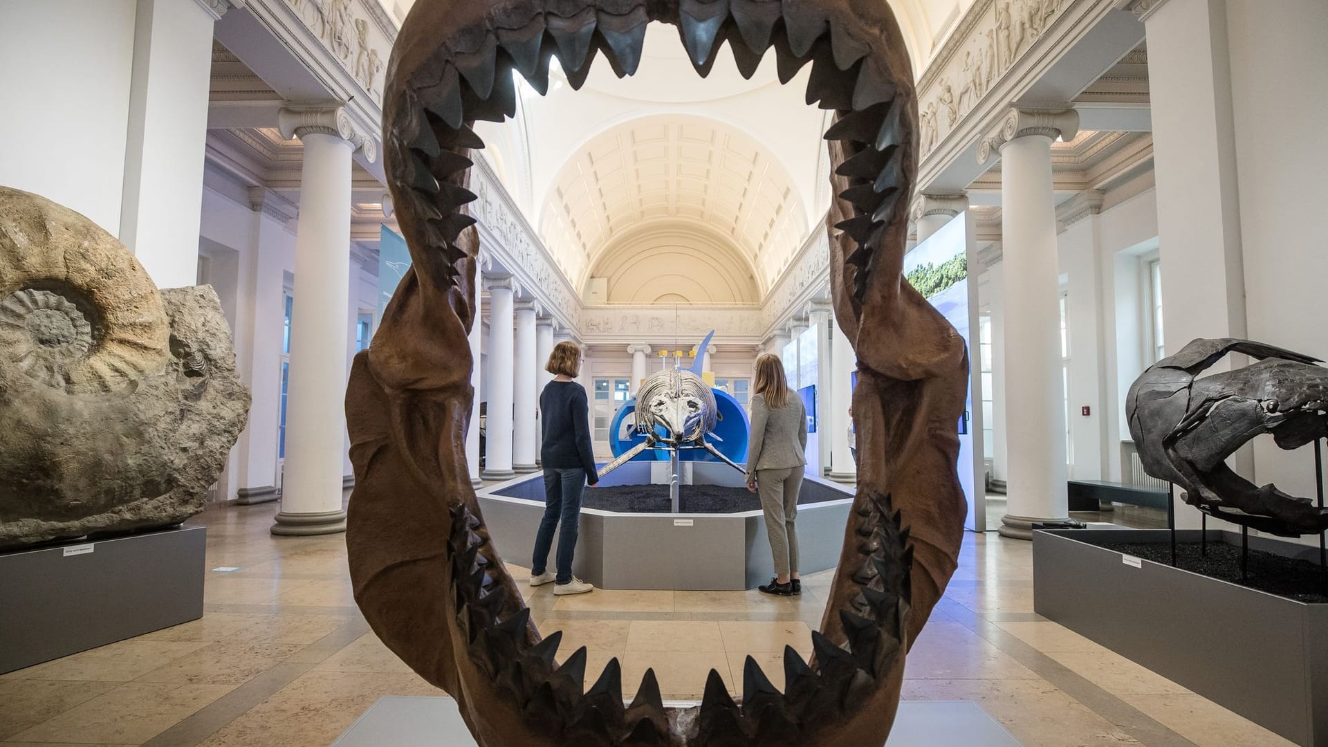 Megalodon Megalodon