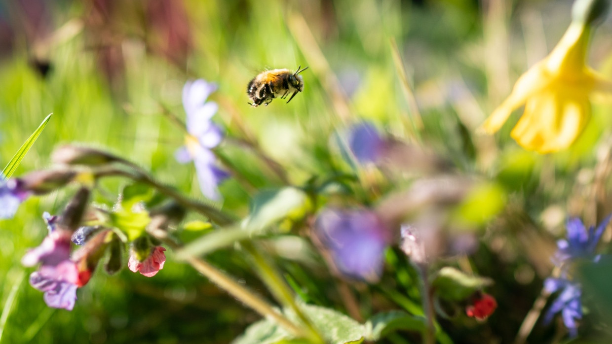Eine Wildbiene auf einer Blumenwiese. Beides zu schützen, lohnt sich, sagen Biodiversitätsforscher.