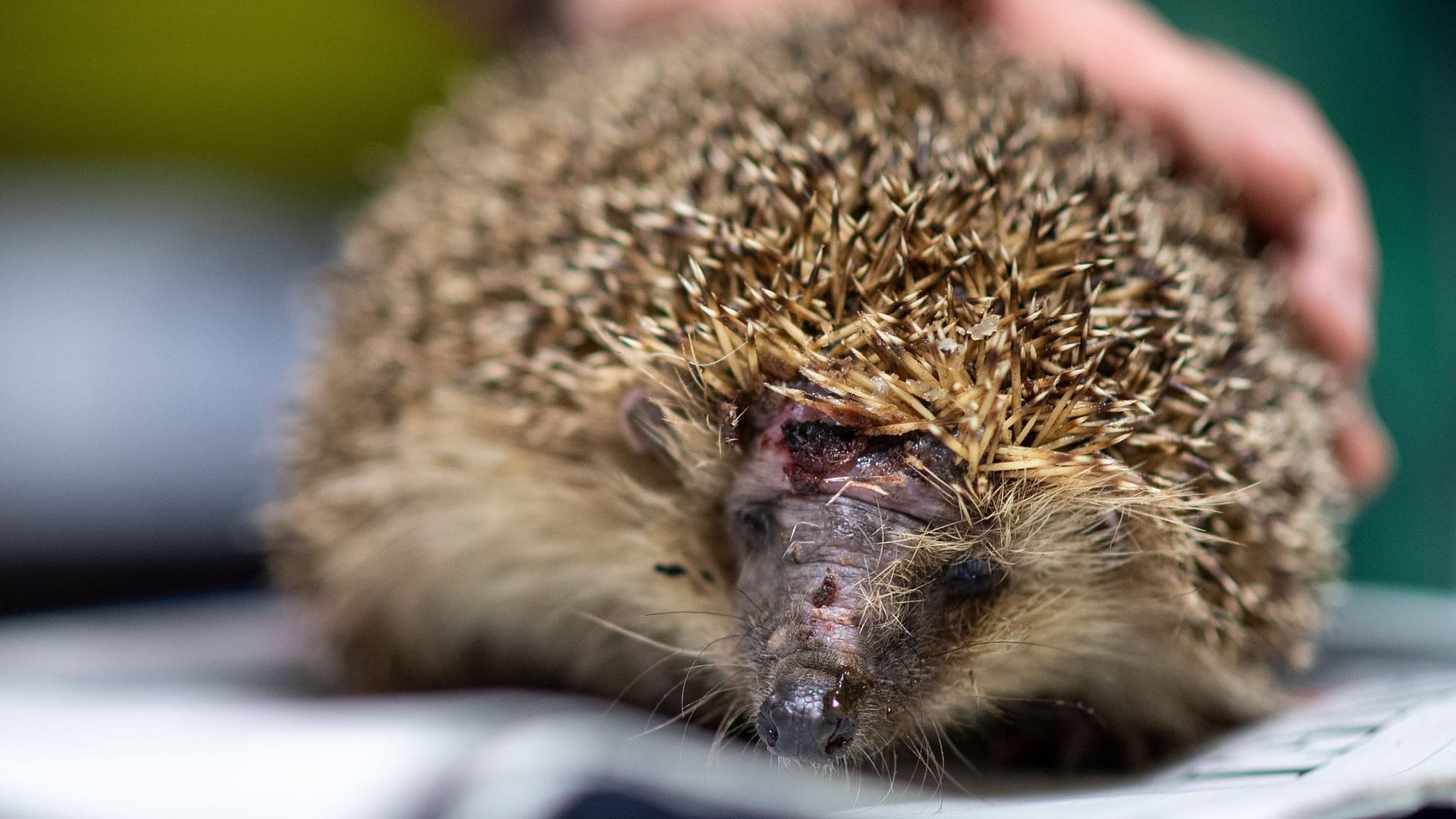 Tödliche Gefahr für Igel - Mähroboter Tödliche Gefahr für Igel - Mähroboter