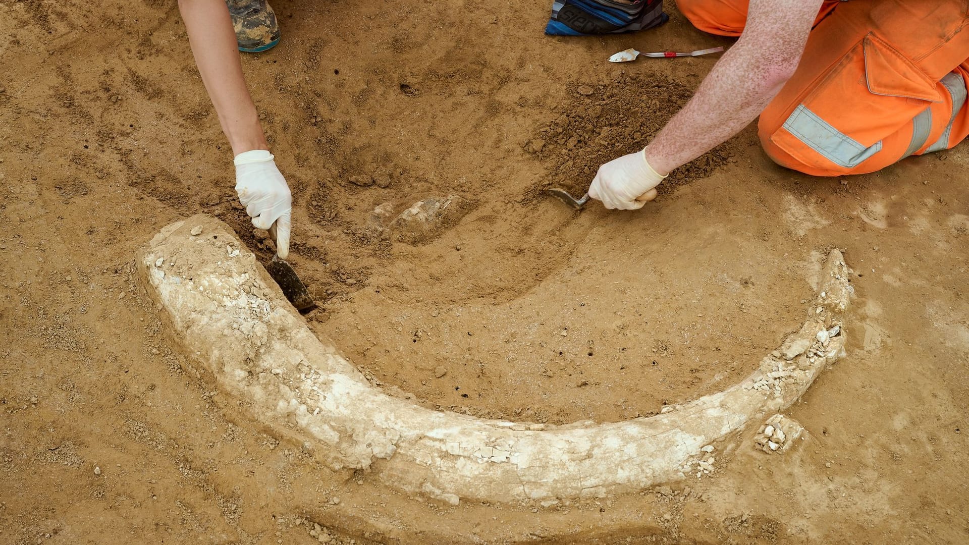 Mammutzahn auf Baustelle entdeckt Mammutzahn auf Baustelle entdeckt
