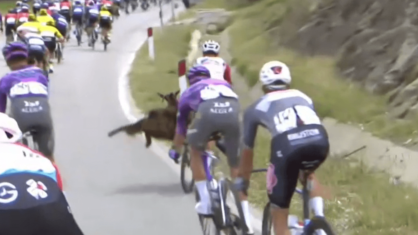 Italien-Rundfahrt in Albanien: Auf der dritten Giro-Etappe löste eine Ziege auf der Straße fast einen Massensturz aus. Italien-Rundfahrt in Albanien: Auf der dritten Giro-Etappe löste eine Ziege auf der Straße fast einen Massensturz aus.