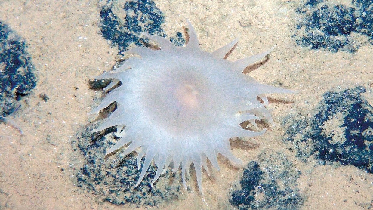Seeanemone auf einem Manganknollenfeld. Der Lebensraum zahlreicher Arten ist bedroht, wenn die Knollen abgebaut werden.