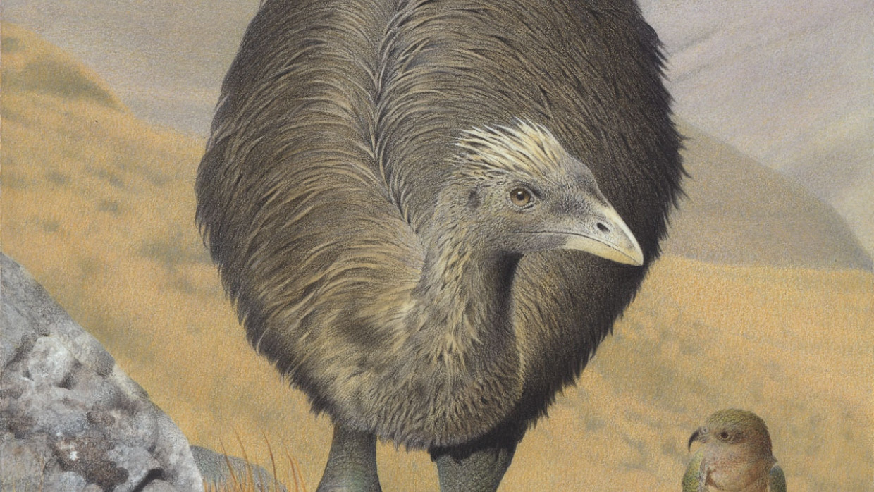 Kamm-Moa. Pachyornis australis. Abbildung aus der Reihe „Ausgestorbene Vögel Neuseelands“, 2005, Masterton, von Paul Martinson. Te Papa (2006-0010-1-19).