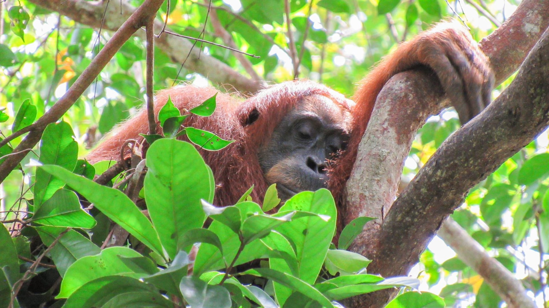 Orang Utan schläft in den Baumwipfeln Orang Utan schläft in den Baumwipfeln