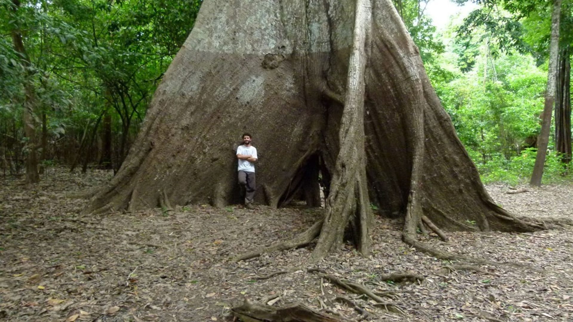 Baumringe erzählen von veränderten Niederschlägen im Amazonas Baumringe erzählen von veränderten Niederschlägen im Amazonas