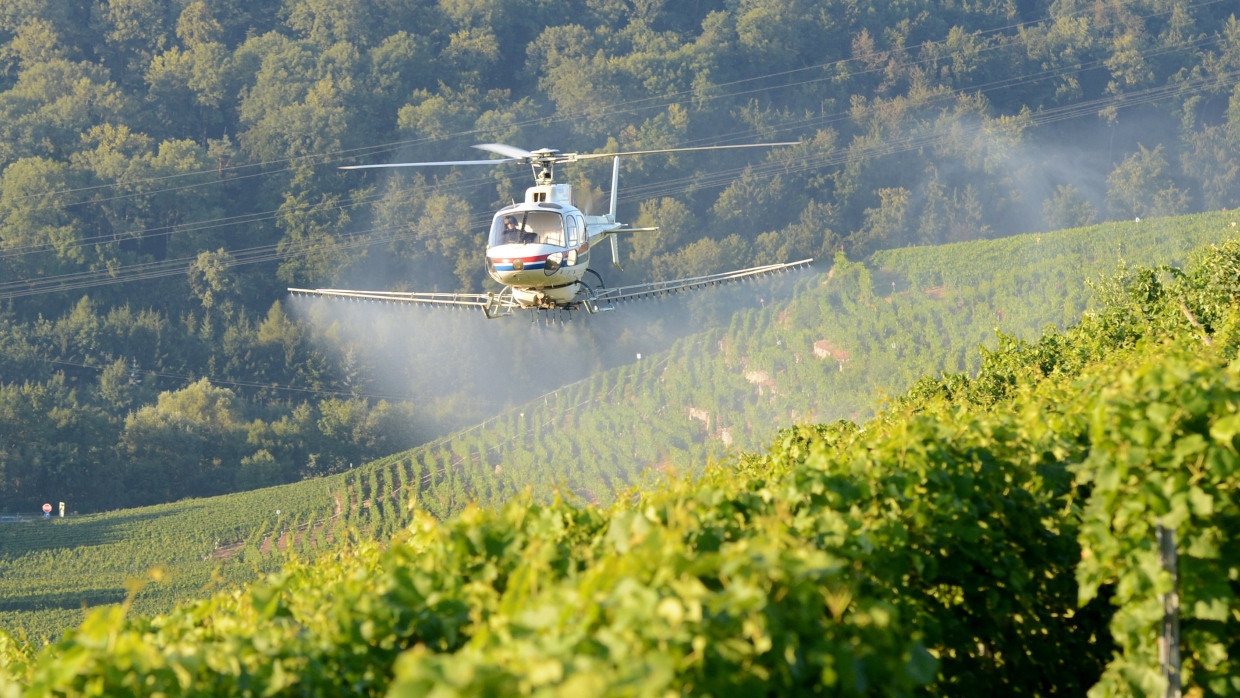 Pflanzenschutz im Weinberg. Pestizide bauen sich oft zu der problematischen Ewigkeitschemikalie TFA ab, und die ist dann nicht nur im Wein, sondern auch im Wasser.