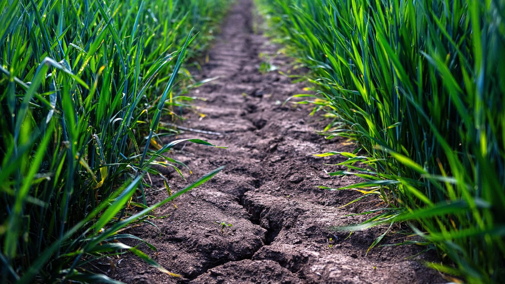 Trockenheit in der Landwirtschaft Trockenheit in der Landwirtschaft