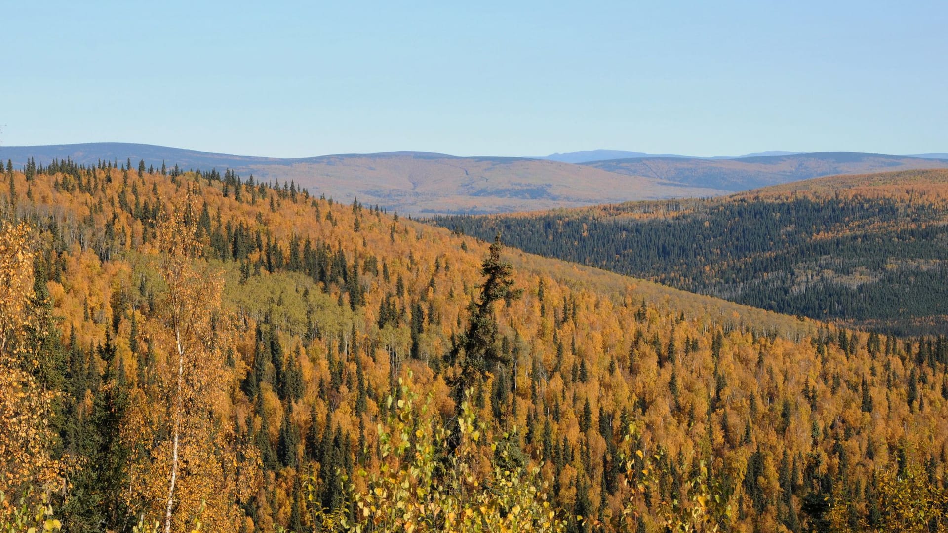 Herbstlich gefärbte Wälder in Alaska Herbstlich gefärbte Wälder in Alaska