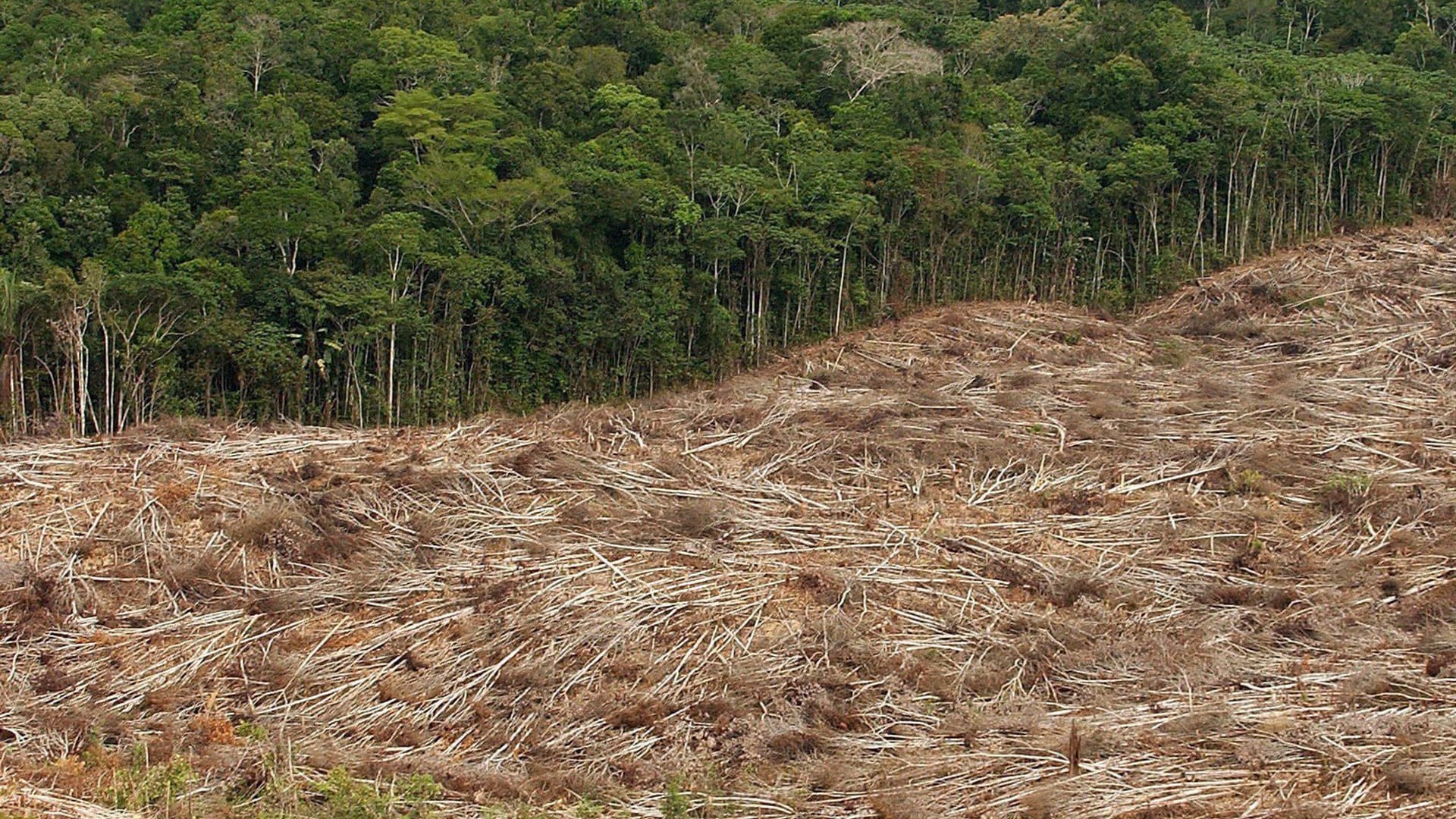 Abholzung im Amazonas Abholzung im Amazonas