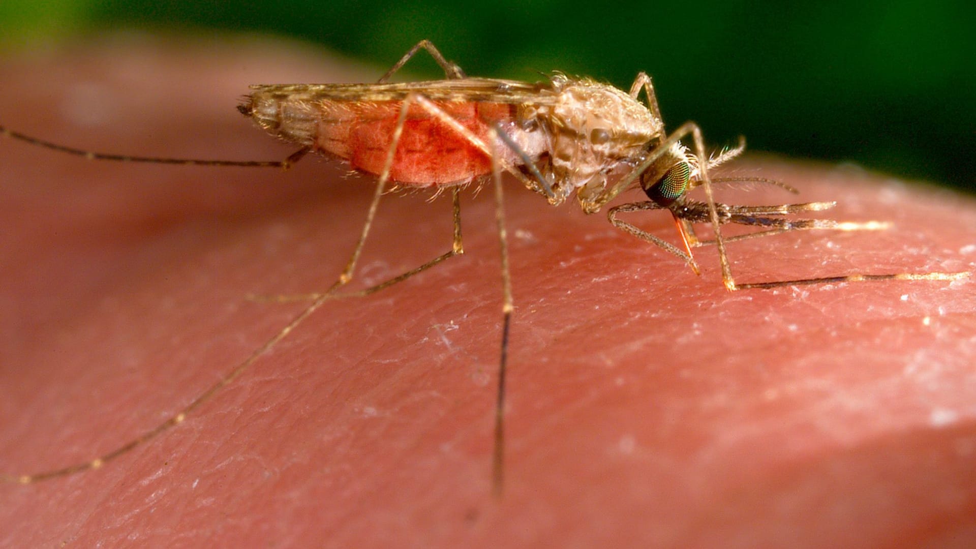 Anopheles-gambiae-Mücke Anopheles-gambiae-Mücke