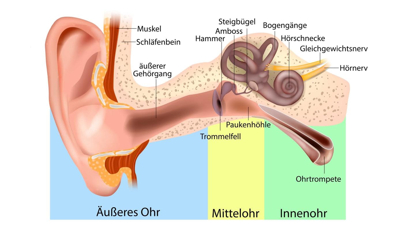 Anatomie des Ohrs Anatomie des Ohrs
