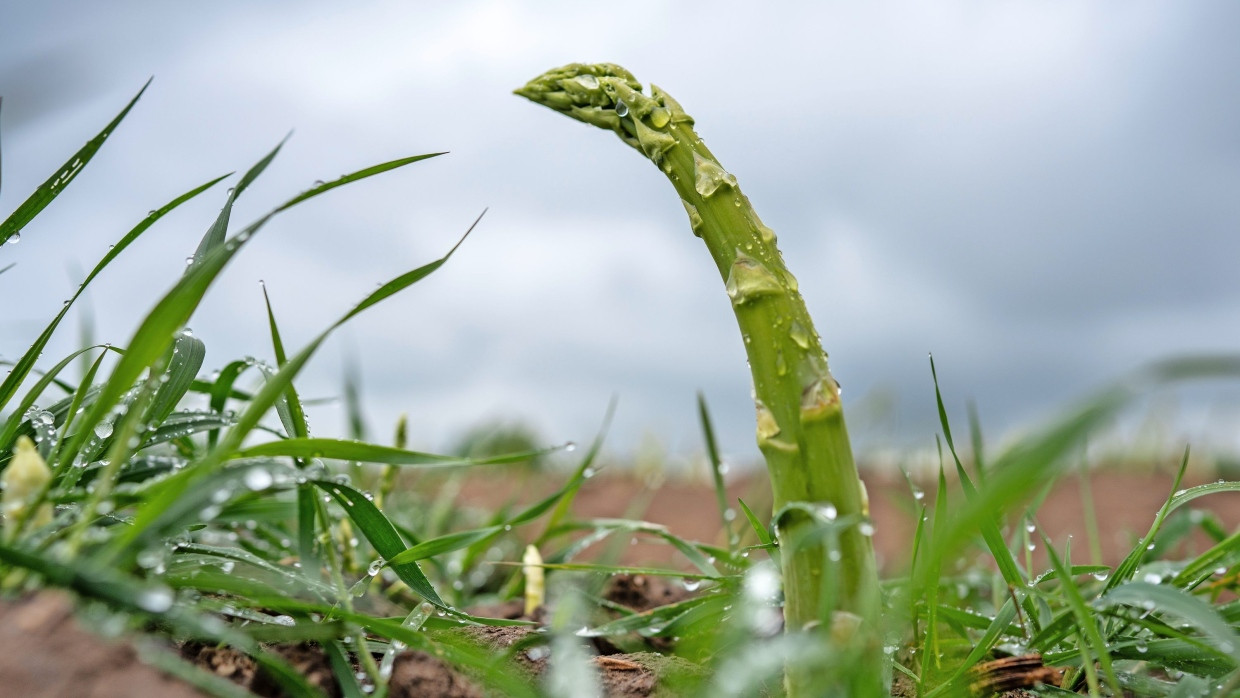 Grüner Spargel kommt bei den Deutschen weniger an als die weißen Stangen. Dabei hat er Vorteile.