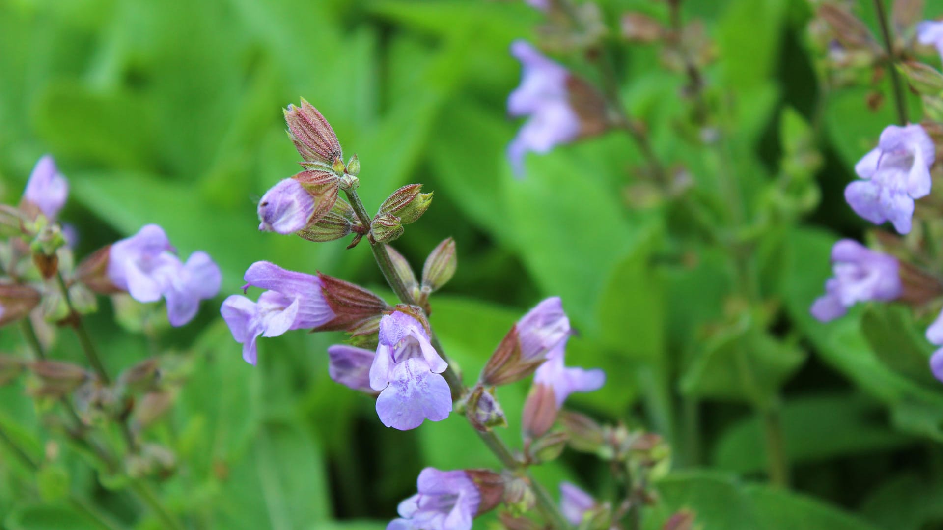 Echter Salbei (Salvia officinalis) im Garten. Zwischen Mai und Anfang Juli blüht die Pflanze. Im Spätsommer kann es zu einer Nachblüte kommen. Echter Salbei (Salvia officinalis) im Garten. Zwischen Mai und Anfang Juli blüht die Pflanze. Im Spätsommer kann es zu einer Nachblüte kommen.