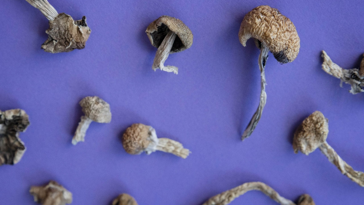 Psilocybin ist der Wirkstoff der psychedelischen „Zauberpilze“. Was bewirkt er im Gehirn?