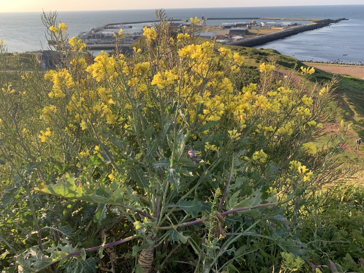 Urkohl: Brassica oleracea var. oleracea im Süden der Insel Helgoland