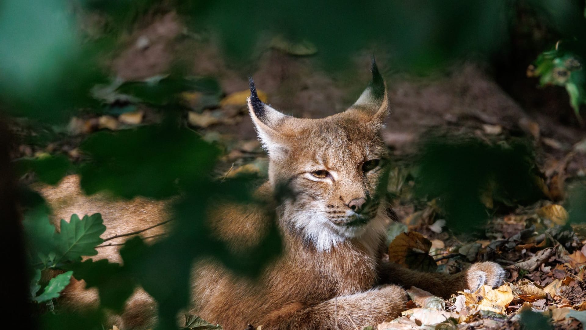 Luchs Luchs