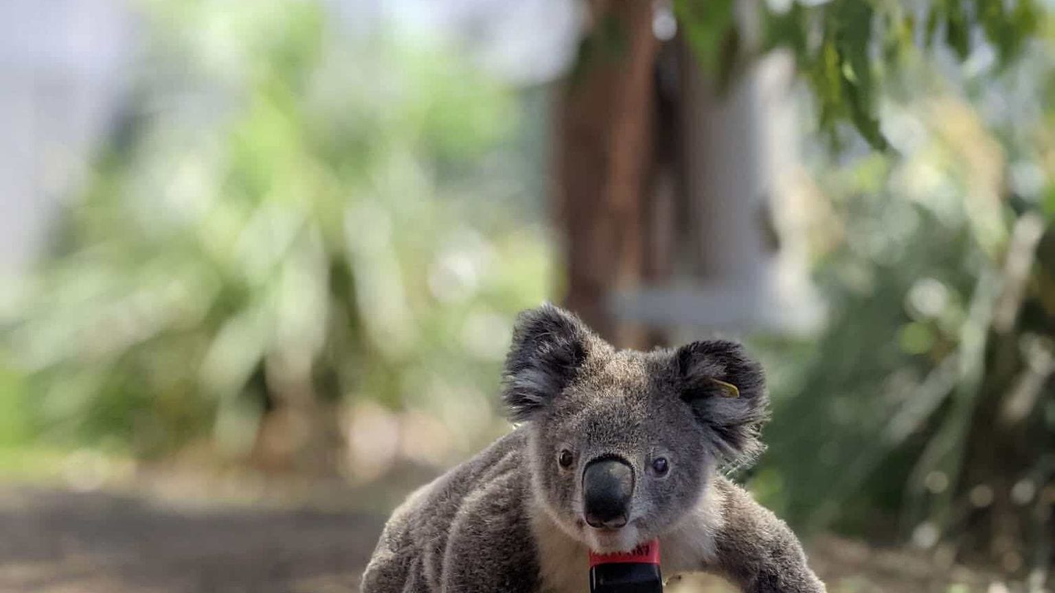 Koalas Koalas