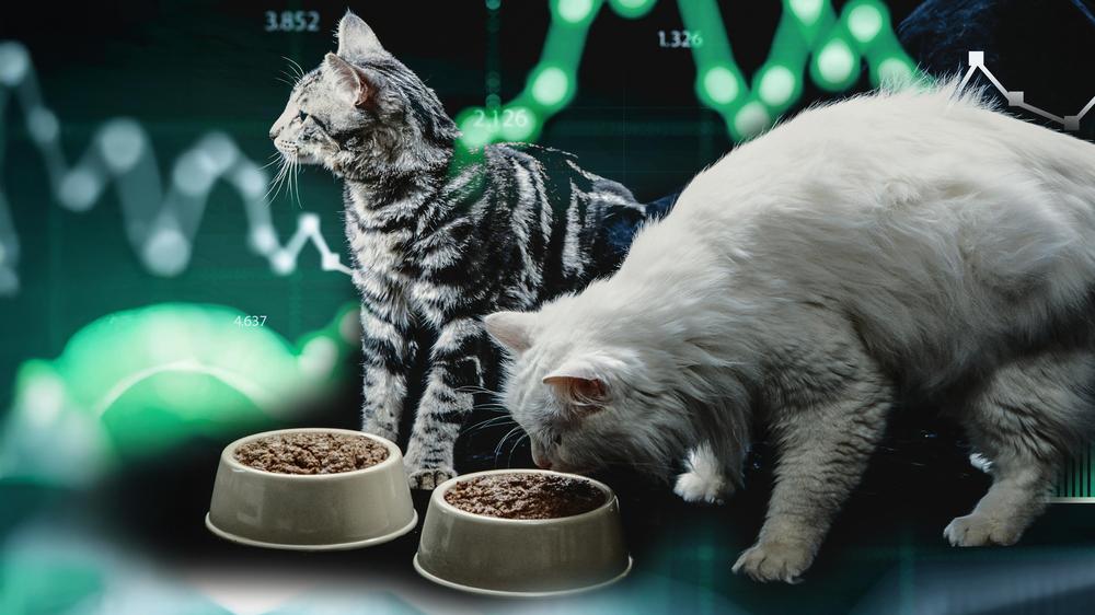 Künstliche Intelligenz: Ein Unternehmen hat Fragen, wie Sie das Katzenfutter finden? Kein Problem, das beantwortet jetzt die KI.