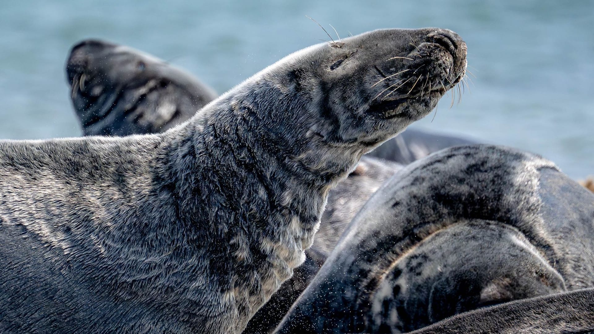 Kegelrobben-Bestand im Wattenmeer